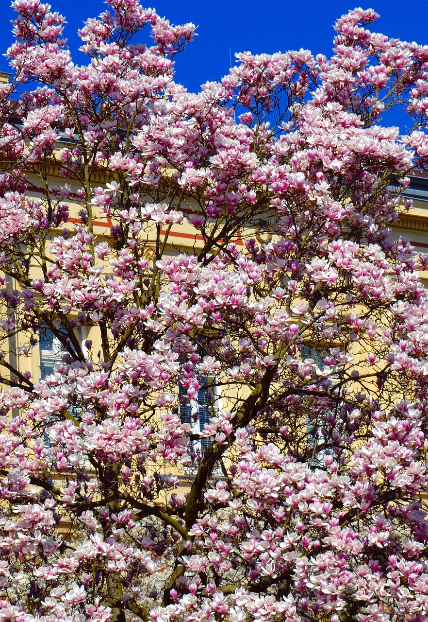 Botanischer Garten Bonn