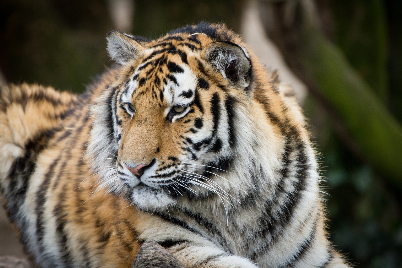 Kölner Zoo Köln