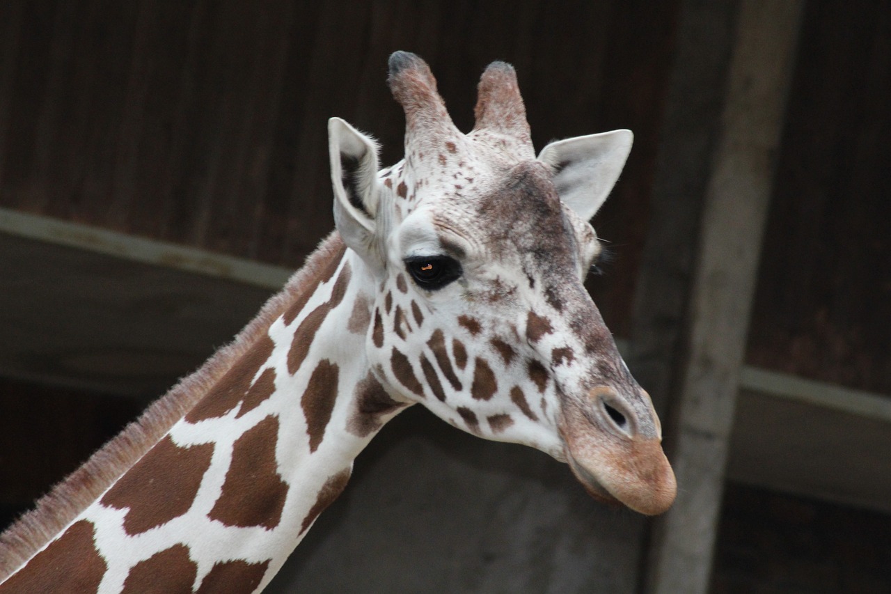 Kölner Zoo Köln