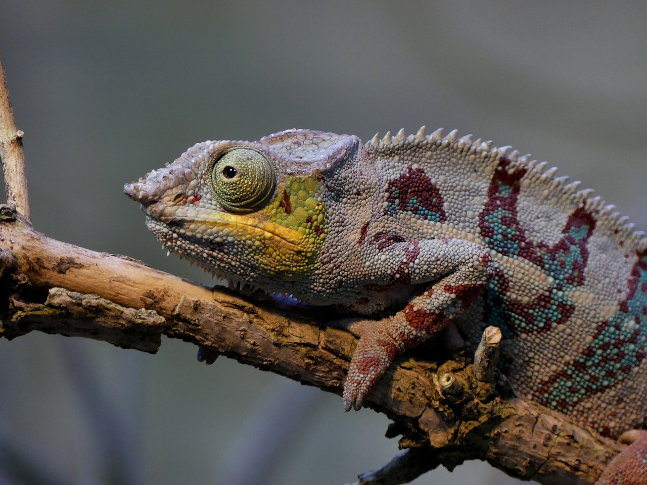 Leipziger Zoo Leipzig